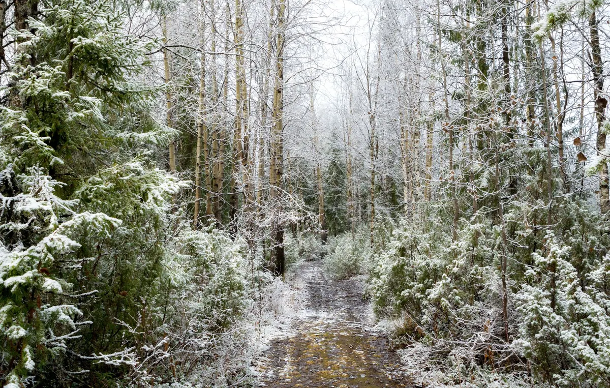 A Seasonal Foraging Calendar for the UK: What to Pick Month by Month