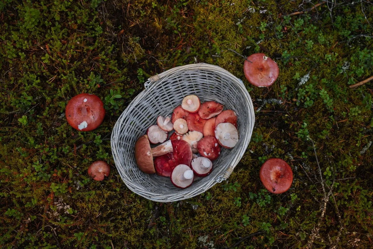 Common Mistakes When Foraging Wild Herbs (and How to Avoid Them)