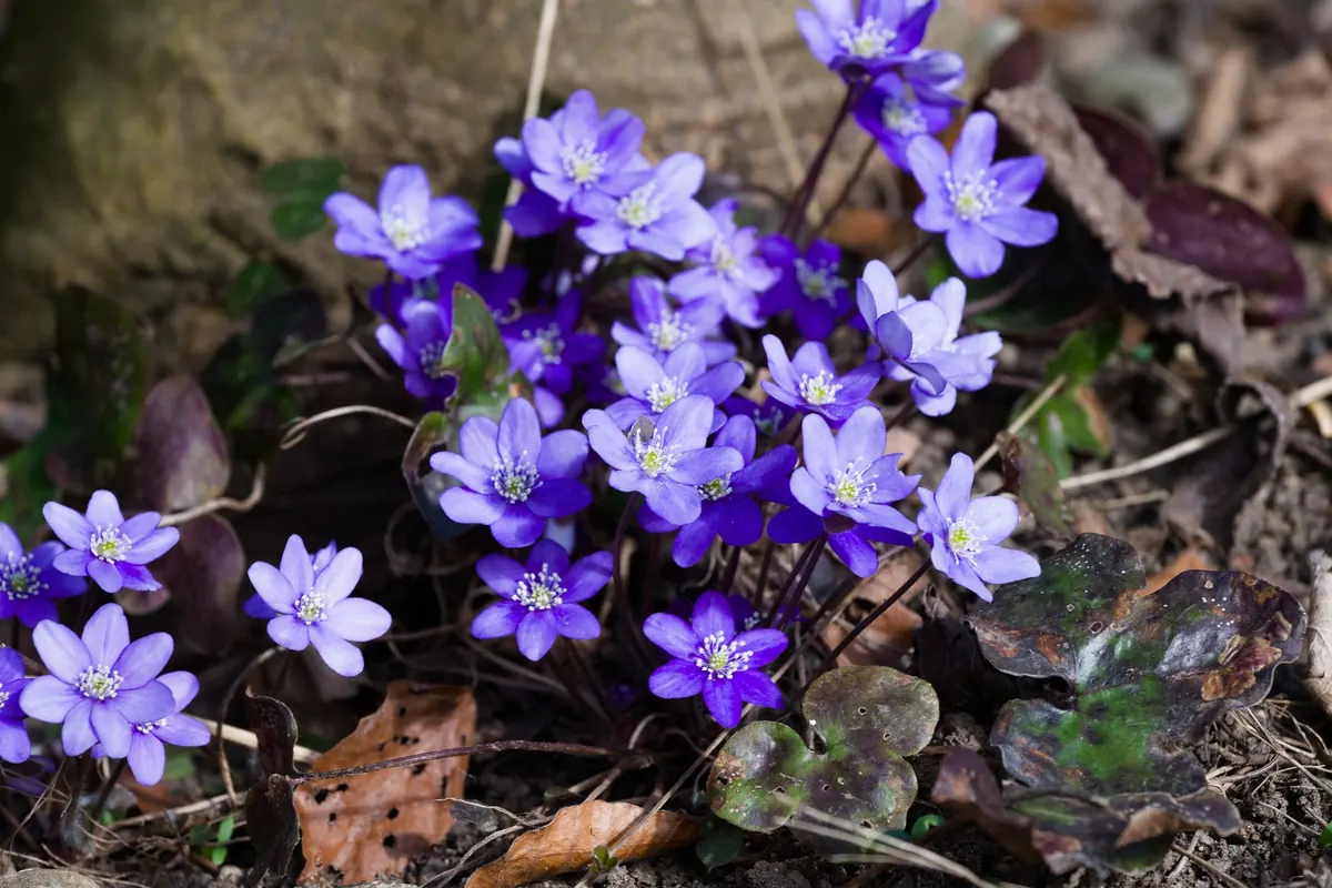 Foraging in Early Spring: 8 Common UK Wild Herbs and How to Identify Them