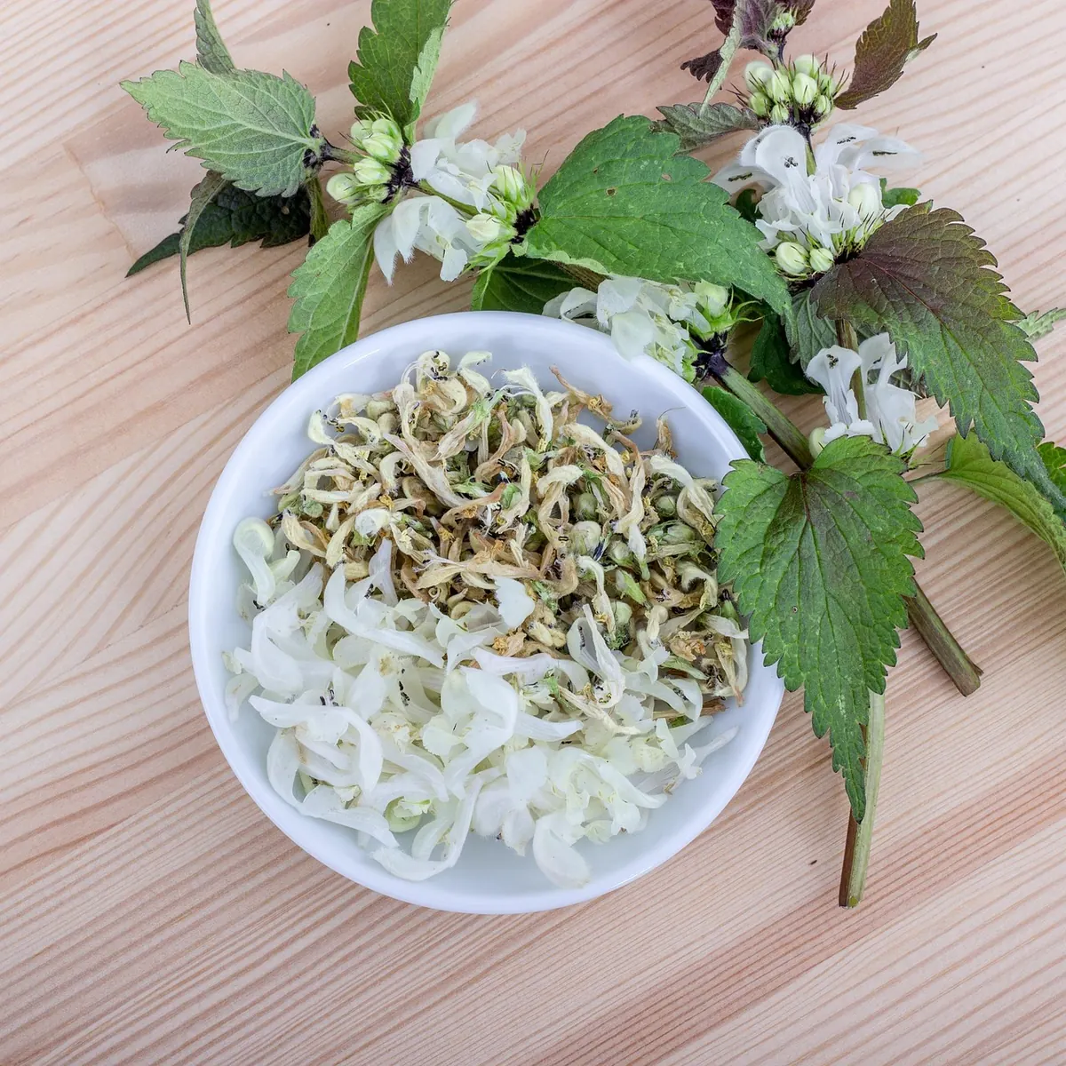 Fresh vs Dried Herbs for Remedies: Which Should You Use?