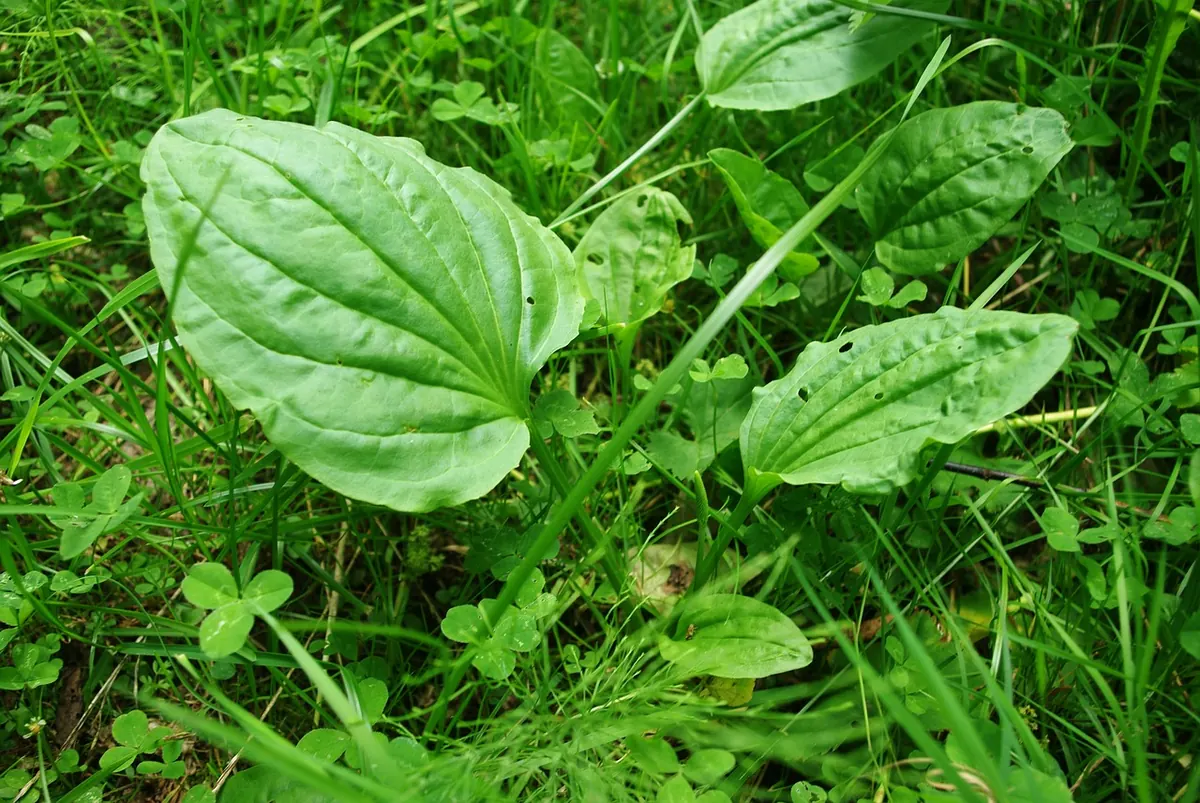 Plantain: Identification, Foraging and First-Aid Uses